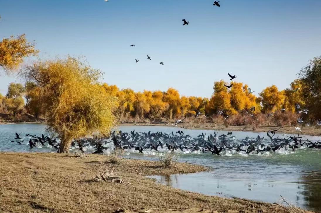 Shayanzhou